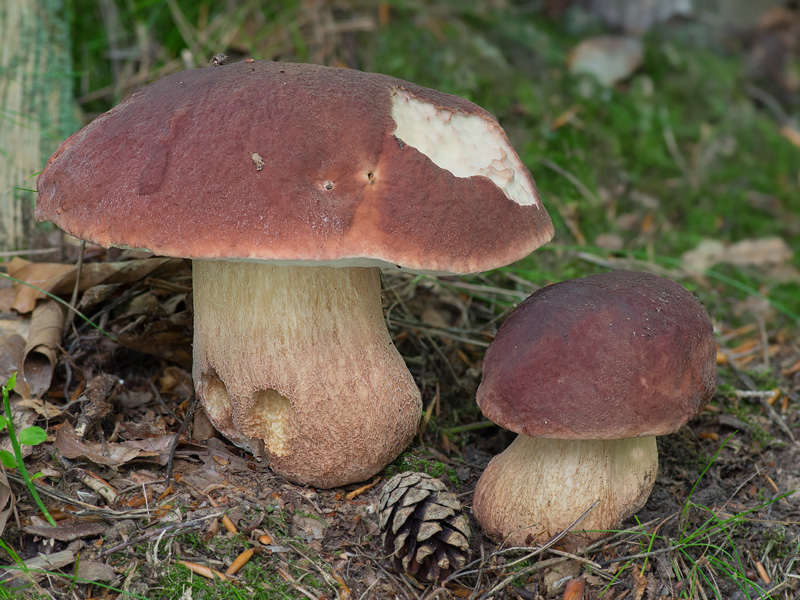 Boletus pinophilus